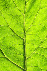 texture of green leaf with veins