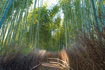Fototapeta premium Bamboo grove