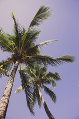 Fototapeta na wymiar Tall palm trees on blue sky background bottom view filtered. Palm trees with coconuts with filter. Exotic plants concept. Palm trees in wind. Tropical summer vacation. Paradise landscape.
