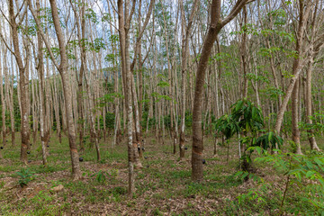 Rubber tree or Hevea brasiliensis forest at Thailand