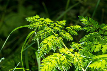 foliage leaf grass texture in green sunny summer time