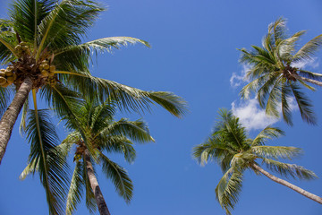 Tall palm trees on blue sky background bottom view. Palm trees with coconuts.  Exotic plants concept. Palm trees in wind. Tropical summer vacation. Tropical nature. Paradise landscape. Travel concept.