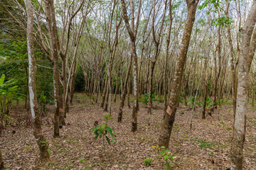 Rubber tree or Hevea brasiliensis forest at Thailand