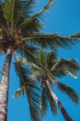 Fototapeta premium Tall palm trees on blue sky background bottom view. Palm trees with coconuts. Exotic plants concept. Palm trees in wind. Tropical summer vacation. Tropical nature. Paradise landscape. Travel concept.