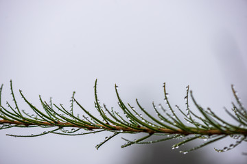 foliage leaf grass texture in green sunny summer time