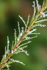 foliage leaf grass texture in green sunny summer time