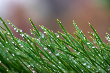 foliage leaf grass texture in green sunny summer time