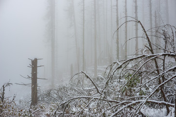 frozen tree branches in winter covered in snow