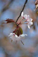 Pink buds and petals of Japanese cherry blossoms Sakura flowers blooming in the Japanese garden in spring. Macro