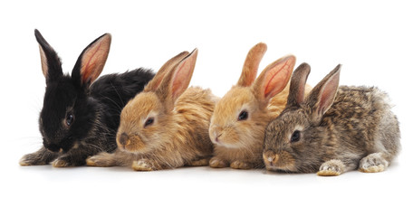 Four little rabbits.