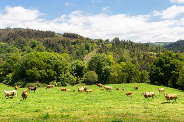 Farm of cows and bulls grazing near a big mountain under blue sky