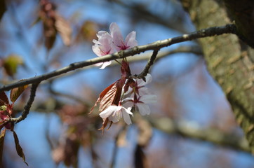 Pink buds and petals of Japanese cherry blossoms Sakura flowers blooming in the Japanese garden in spring. Macro