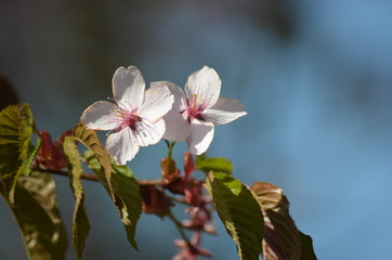 Pink buds and petals of Japanese cherry blossoms Sakura flowers blooming in the Japanese garden in spring. Macro
