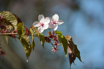 Pink buds and petals of Japanese cherry blossoms Sakura flowers blooming in the Japanese garden in spring. Macro
