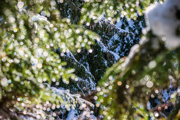 frozen tree branches in winter covered in snow