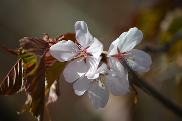 Pink buds and petals of Japanese cherry blossoms Sakura flowers blooming in the Japanese garden in spring. Macro