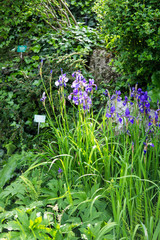 Beautiful botanical garden, flowers and blooming bushes in spring