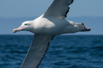 Albatross in flight over Water