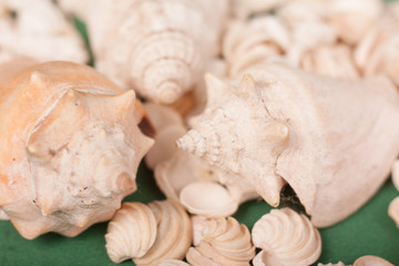 sea shells 