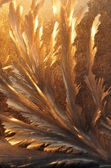 Frosty golden pattern on the glass in the form of a bird feather, illuminated by the morning sun in winter.