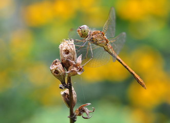A close-up of an orange-red dragonfly sits on a dried stem of a plant, and behind it is a blurred background of yellow flowers in summer.