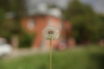 dandelion bloomed on a blurred background