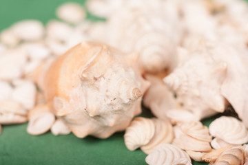 sea shells 