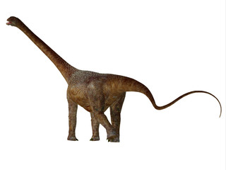 Malawisaurus Dinosaur Tail - Malawisaurus was a herbivorous sauropod dinosaur that lived in the Cretaceous Period of Africa. © Catmando