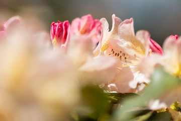 Fototapeta na wymiar Rhododendron