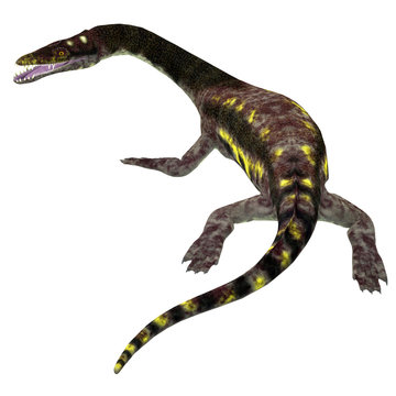 Nothosaurus Reptile Tail - Nothosaurus was a carnivorous aquatic reptile that lived in the Triassic seas of North Africa, Europe and China.