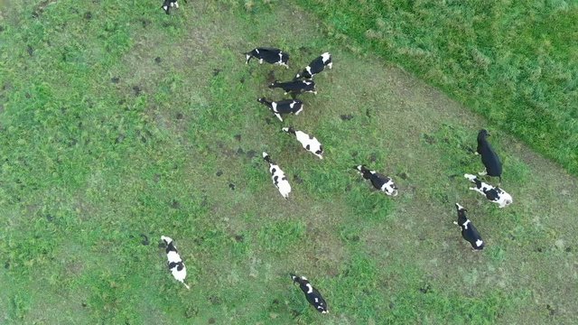 Drone Azores Portugal Aerial cows grazing in green pasture