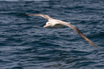 Fototapeta premium Albatross in flight over Water