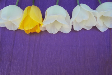 Beautiful white and one yellow tulip lie in a row on a purple background. not like everyone else
