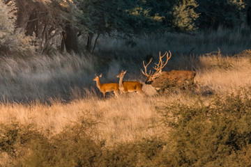 Red deer in Parque Luro Nature Reserve, La Pampa, Argentina