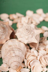 sea shells 