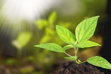 Plant.