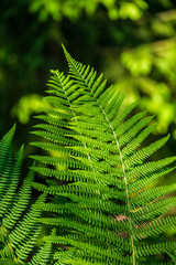 foliage leaf grass texture in green sunny summer time