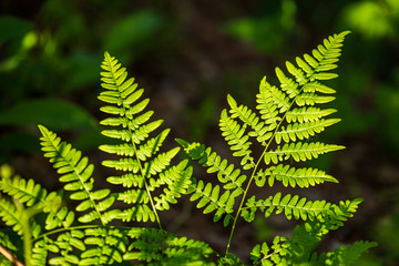 foliage leaf grass texture in green sunny summer time