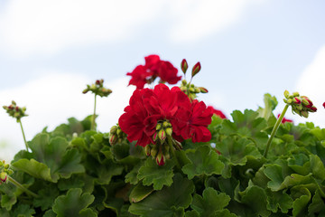 red geranium with green leaves and blue sky