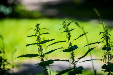 foliage leaf grass texture in green sunny summer time