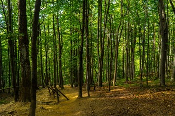 deeo, green, mysterious forest trekking