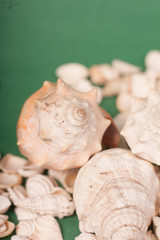 sea shells 