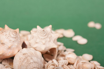 sea shells 