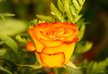 Fototapeta premium A beautiful rose, symbol of happiness and effection