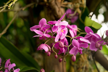 Fototapeta na wymiar bunch of pink orchid flowers