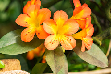 ornge flowers with leaves closeup