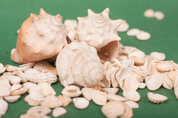 sea shells 
