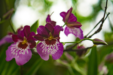 colorful flower of orchid with green background