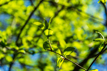 Obraz premium foliage leaf grass texture in green sunny summer time