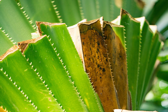 phoo of green cactu leaves closeup